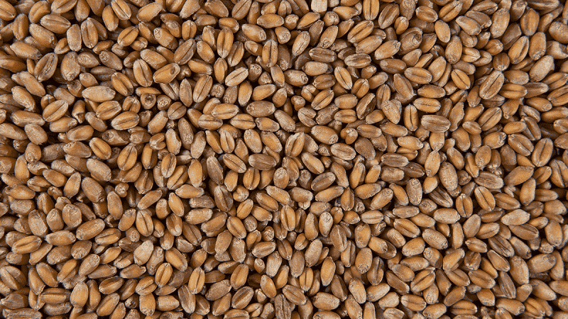 Пшеница для проращивания БИО "Чёрный Хлеб" / 25 кг **