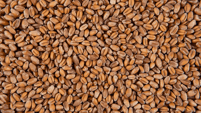 Пшеница для проращивания БИО "Чёрный Хлеб" / 2 кг
